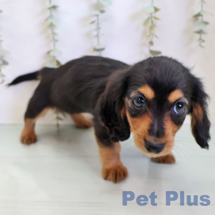 カニーンヘン・ダックスフンドの写真2