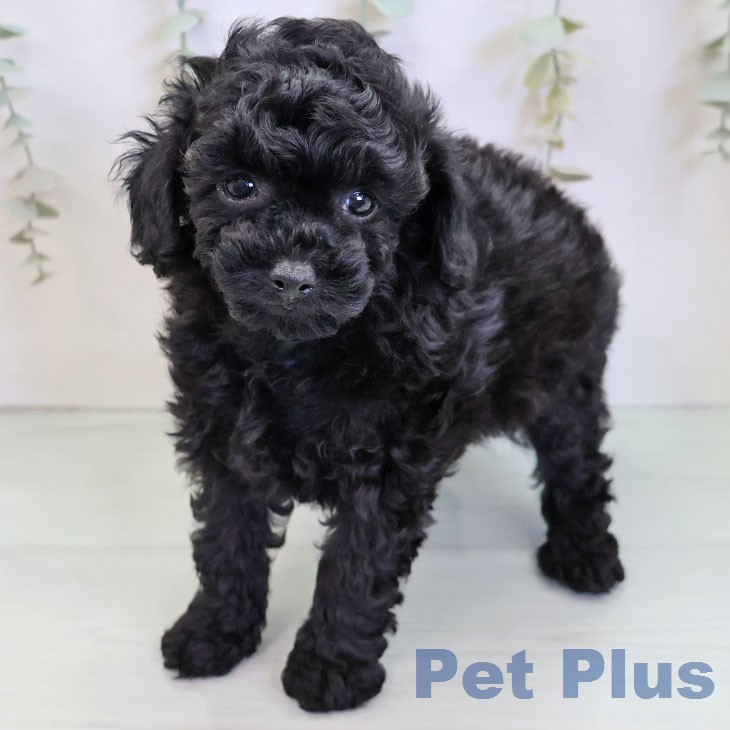 トイ・プードル