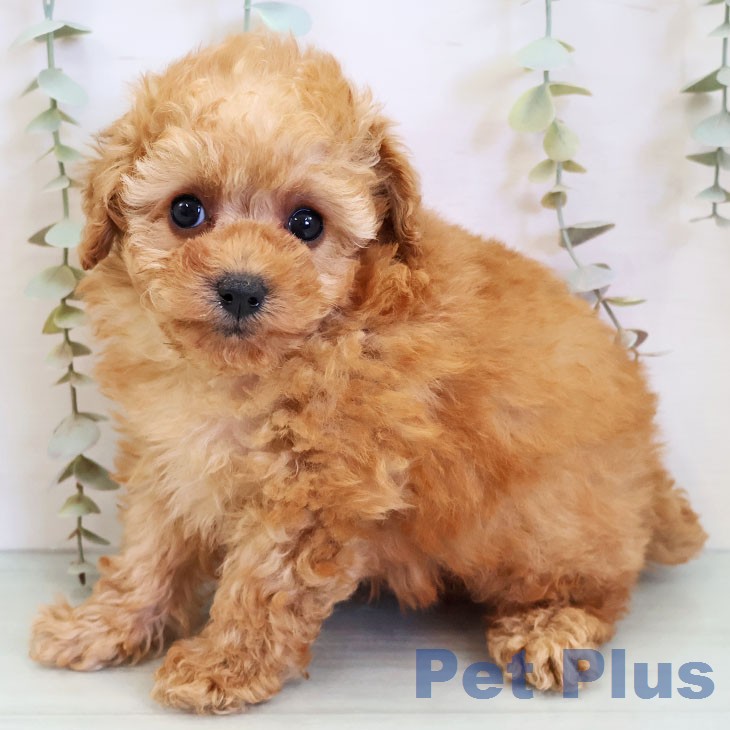 トイ・プードル