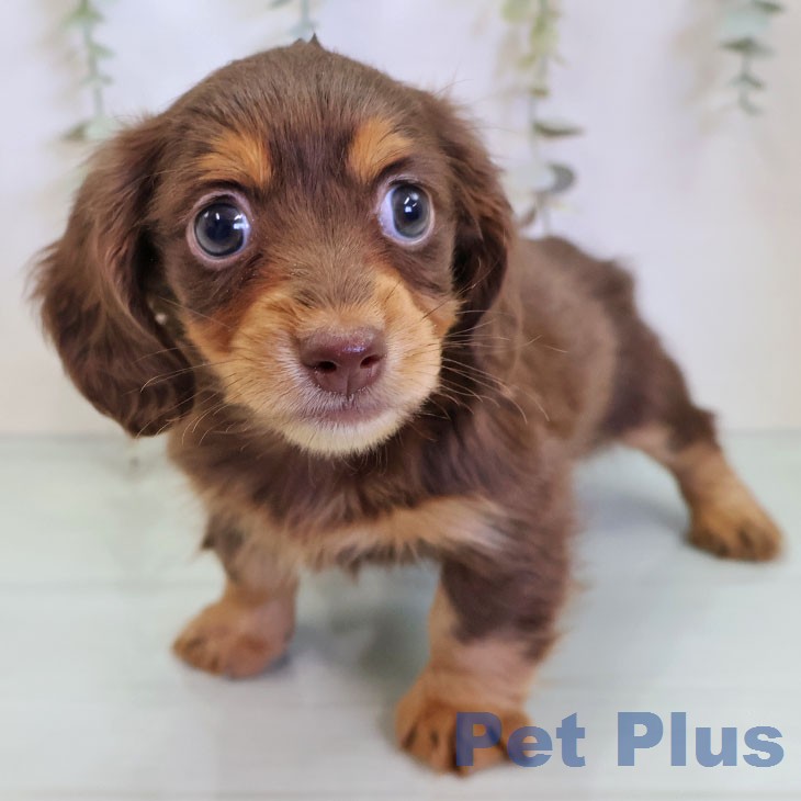 カニーンヘン・ダックスフンド