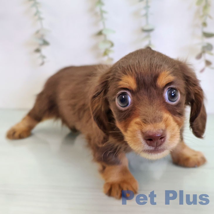 カニーンヘン・ダックスフンドの写真2