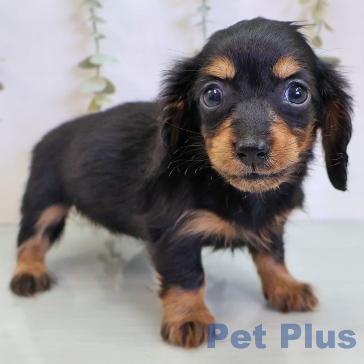 福岡県のカニンヘンダックスフンド(ロング) (ペットプラス ららぽーと福岡店/2025年12月30日生まれ/女の子/ブラックタン)の子犬の1枚目の画像