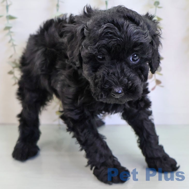 トイ・プードルの写真1