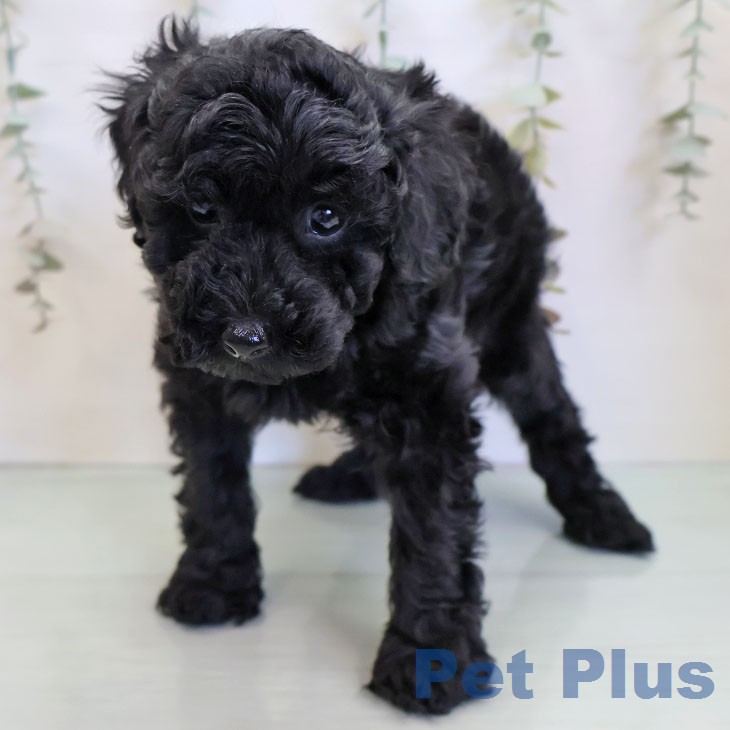 トイ・プードルの写真2