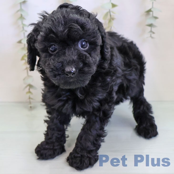 トイ・プードル