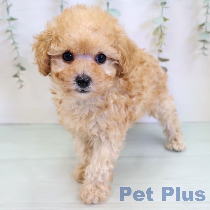 トイ・プードルの写真2