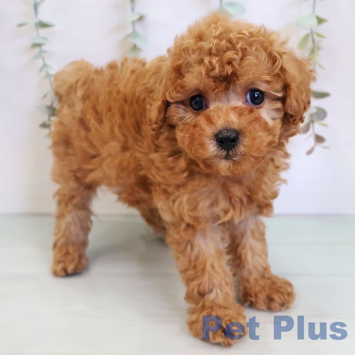 トイ・プードル