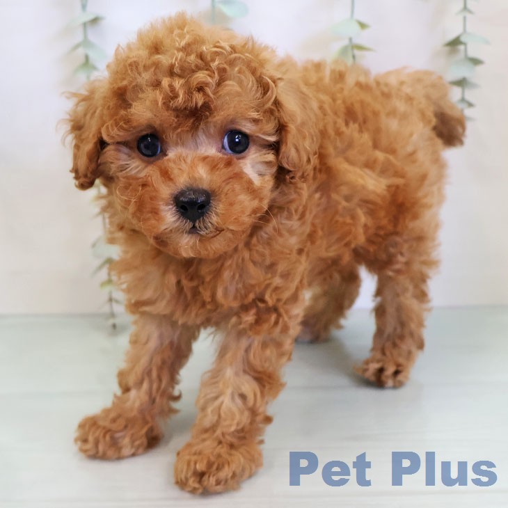 トイ・プードルの写真2