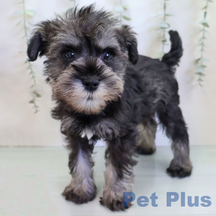 福岡県のミニチュアシュナウザー (ペットプラス 福岡伊都店/2026年1月1日生まれ/男の子/ソルトペッパー)の子犬の1枚目の画像