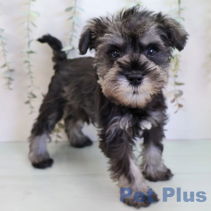福岡県のミニチュアシュナウザー (ペットプラス 福岡伊都店/2026年1月1日生まれ/男の子/ソルトペッパー)の子犬の2枚目の画像