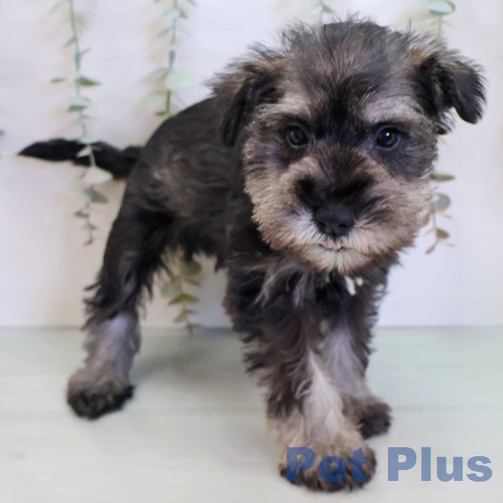 ミニチュア・シュナウザーの写真2