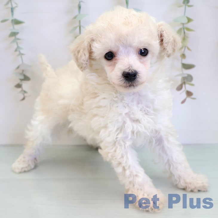 トイ・プードル