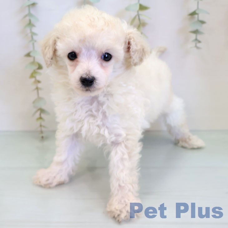 トイ・プードルの写真2