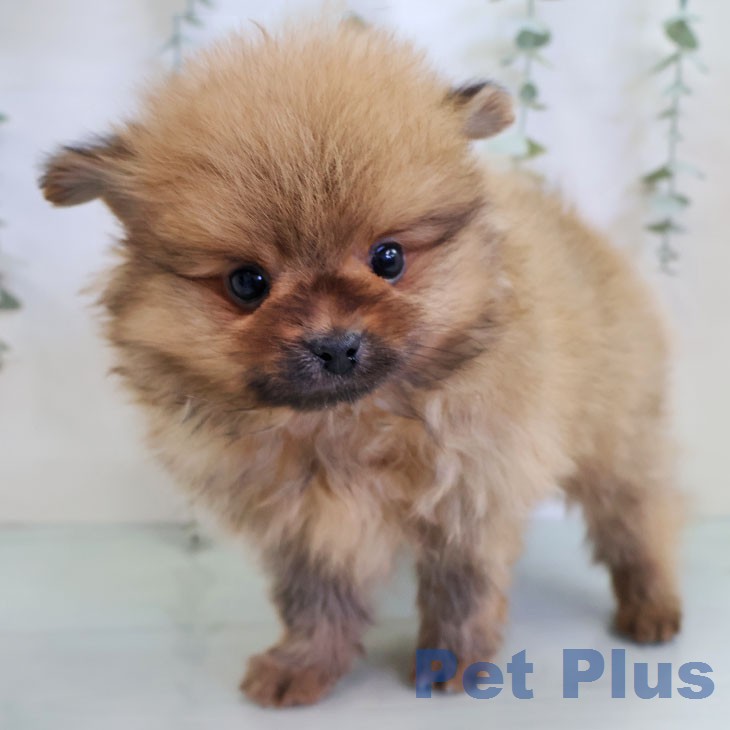 ポメラニアンの写真2