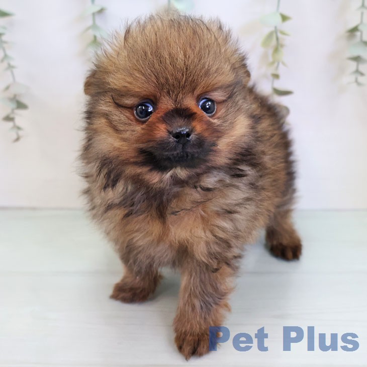 ポメラニアンの写真2