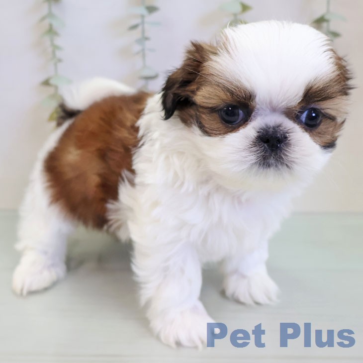 シー・ズーの写真2