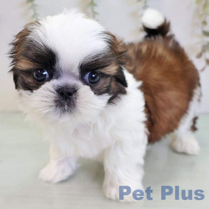 シー・ズーの写真1