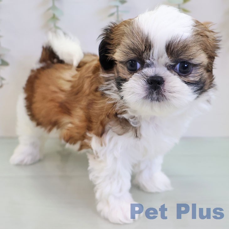 シー・ズーの写真2