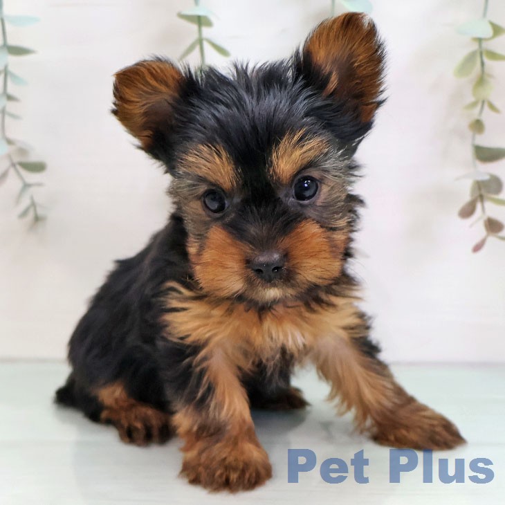 ヨークシャー・テリアの写真2