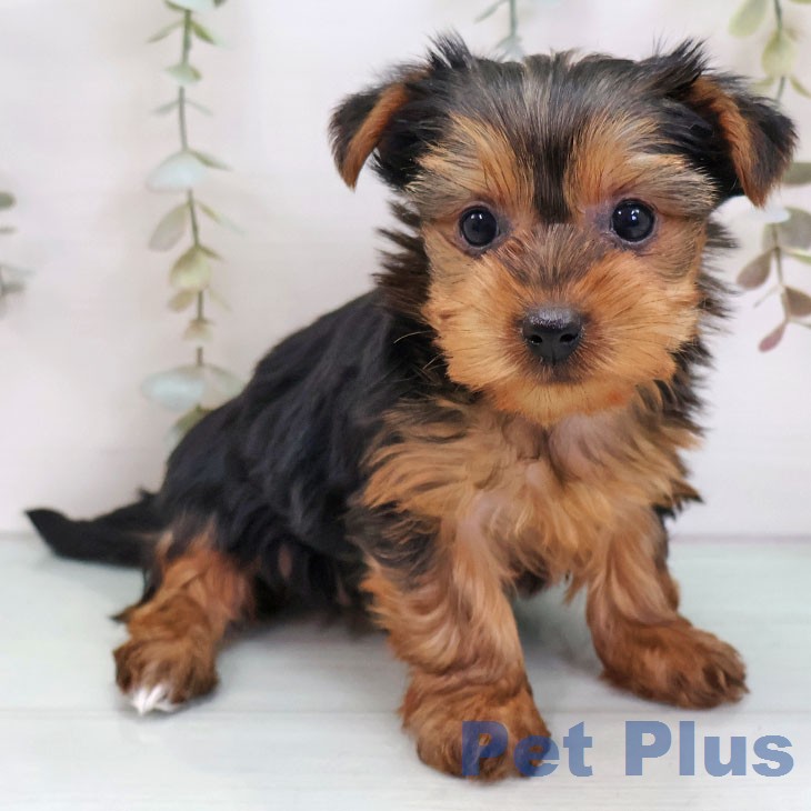 ヨークシャー・テリアの写真2