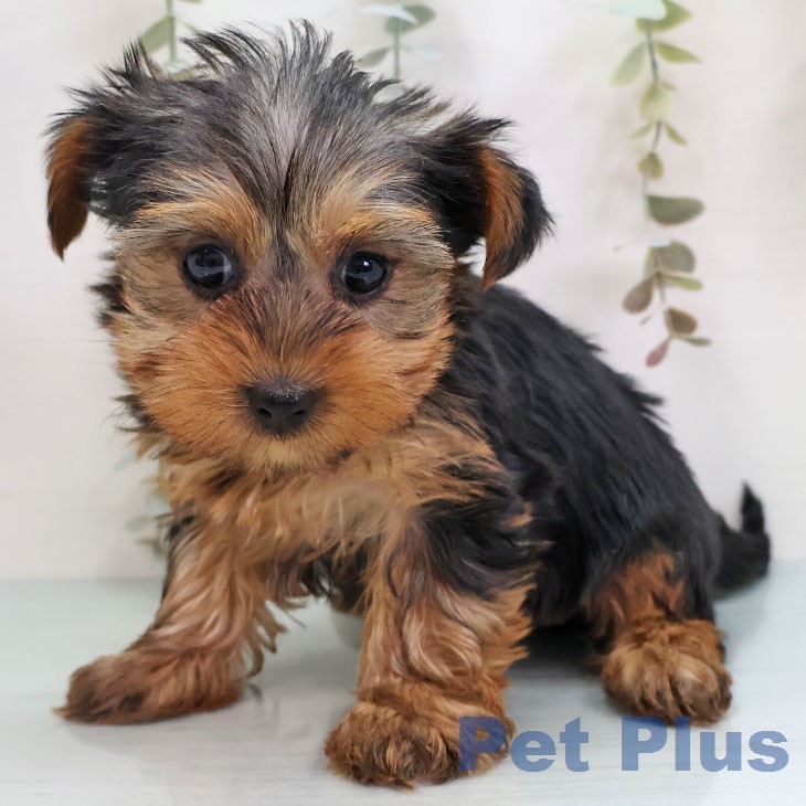 ヨークシャー・テリア