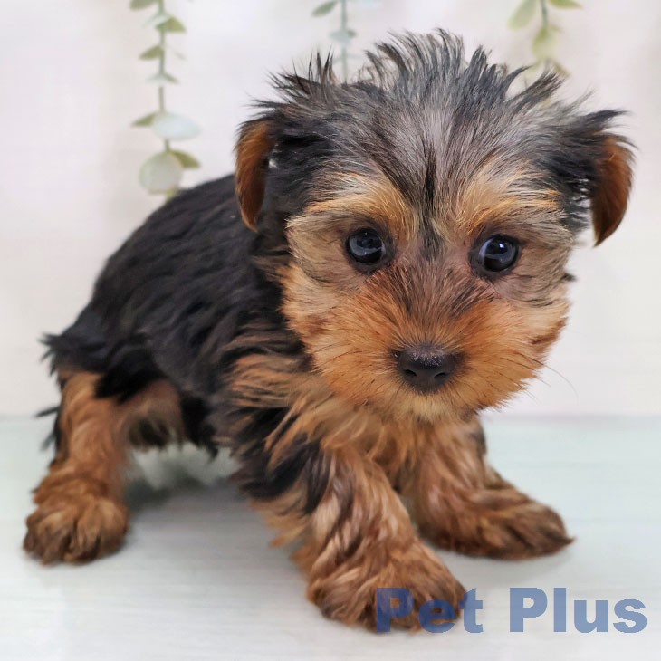 ヨークシャー・テリアの写真2