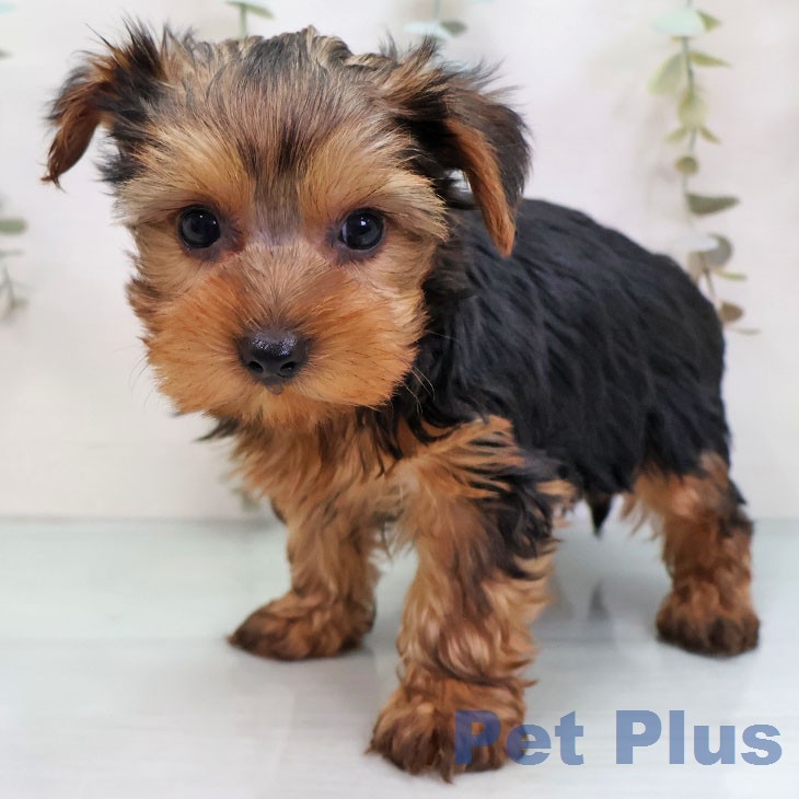 ヨークシャー・テリア