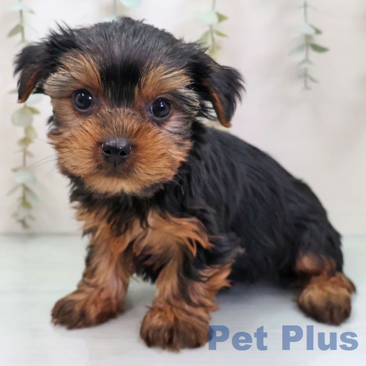 沖縄県のヨークシャーテリア (ペットプラス 沖縄ライカム店/2026年1月6日生まれ/男の子/スチールブルータン)の子犬の1枚目の画像