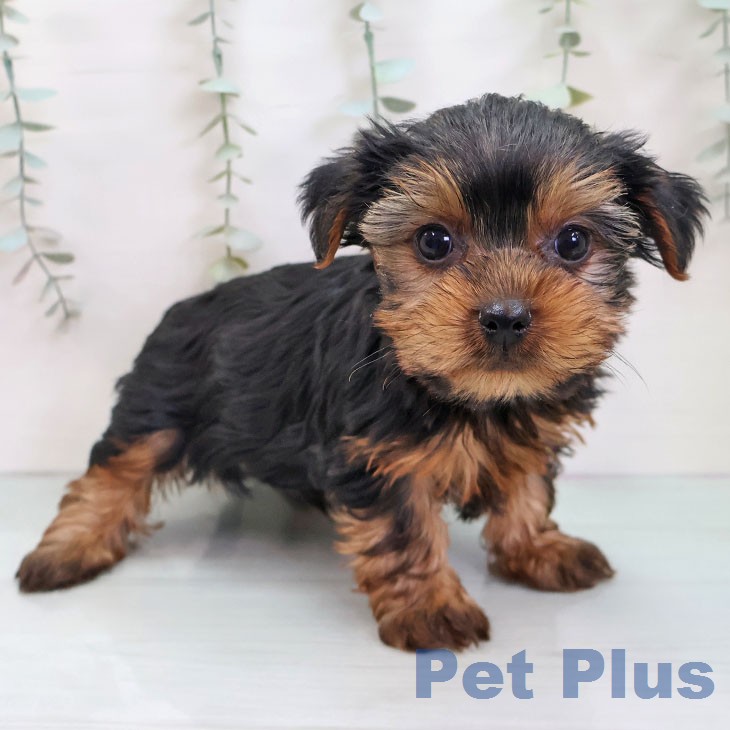 沖縄県のヨークシャーテリア (ペットプラス 沖縄ライカム店/2026年1月6日生まれ/男の子/スチールブルータン)の子犬の2枚目の画像
