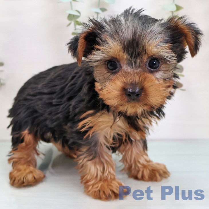 ヨークシャー・テリア