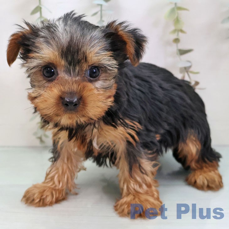 ヨークシャー・テリアの写真2