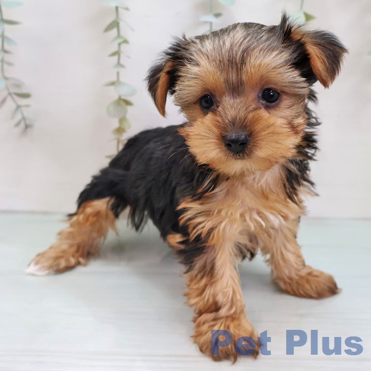 ヨークシャー・テリアの写真2