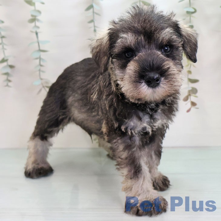 ミニチュア・シュナウザー