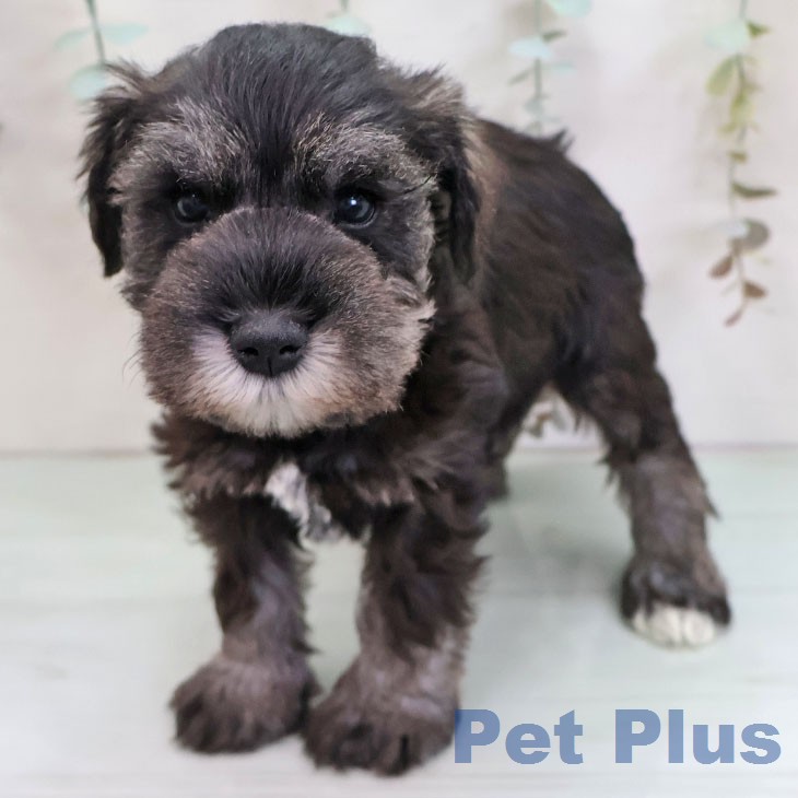 ミニチュア・シュナウザー