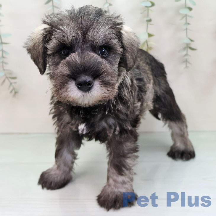 ミニチュア・シュナウザー