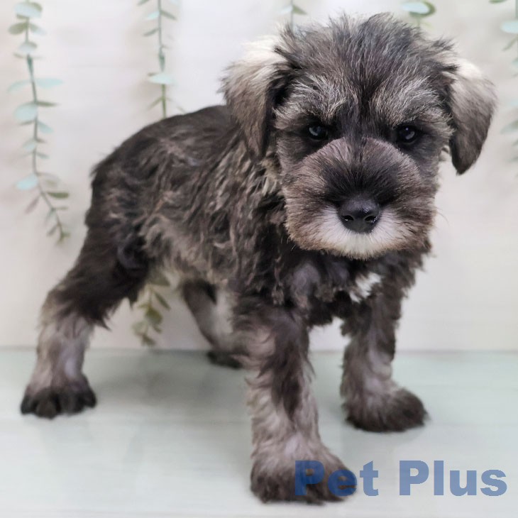 ミニチュア・シュナウザーの写真2