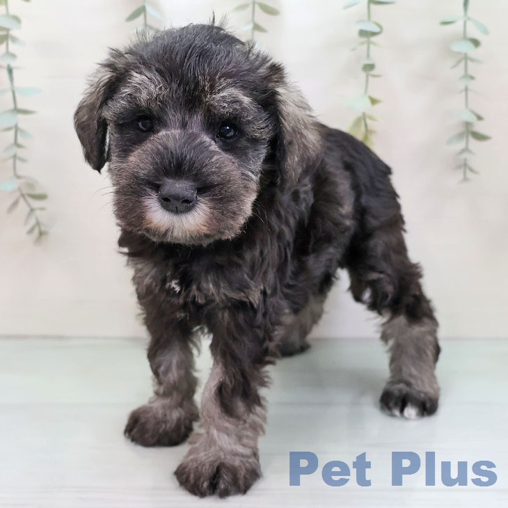 ミニチュア・シュナウザー