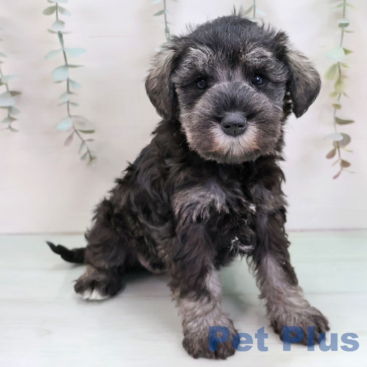 ミニチュア・シュナウザーの写真2