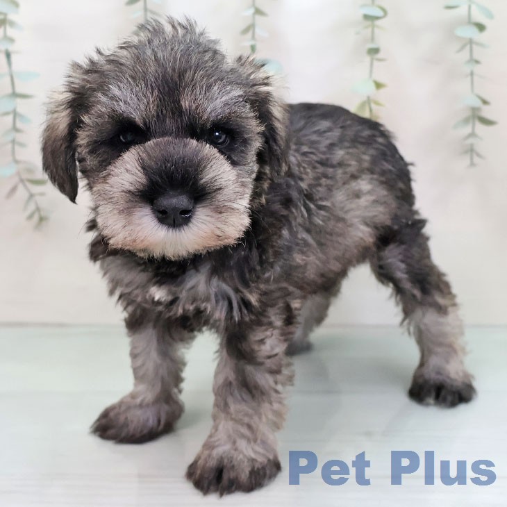 ミニチュア・シュナウザー