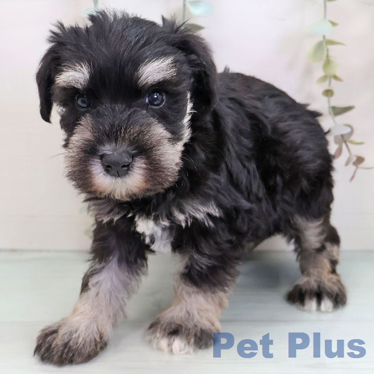 ミニチュア・シュナウザー