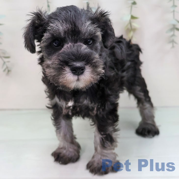 ミニチュア・シュナウザーの写真2