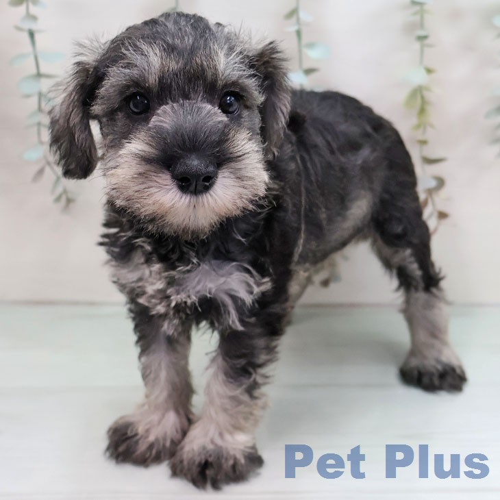 ミニチュア・シュナウザーの写真2