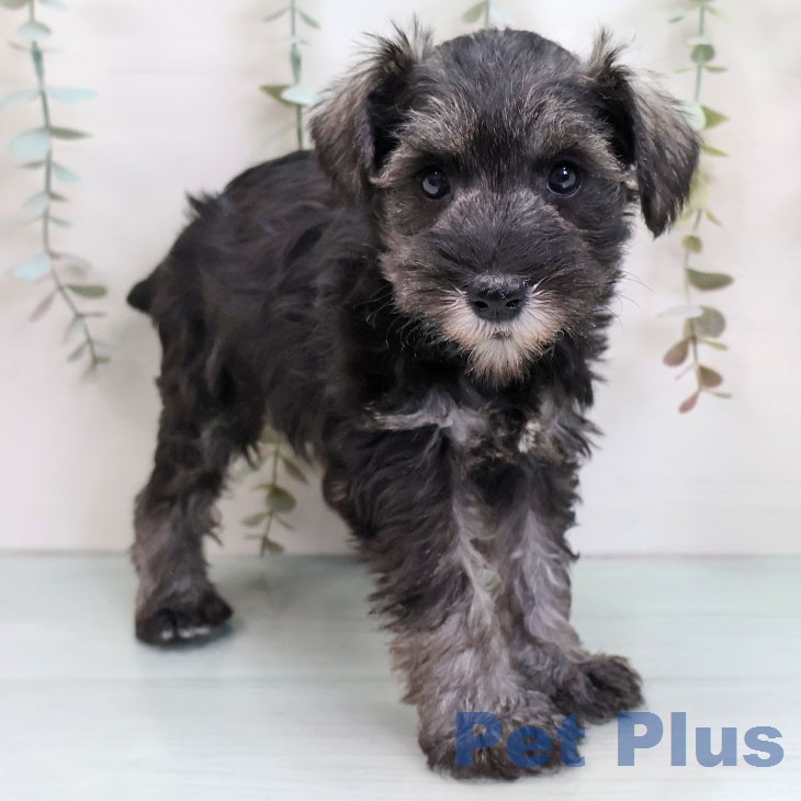 ミニチュア・シュナウザー