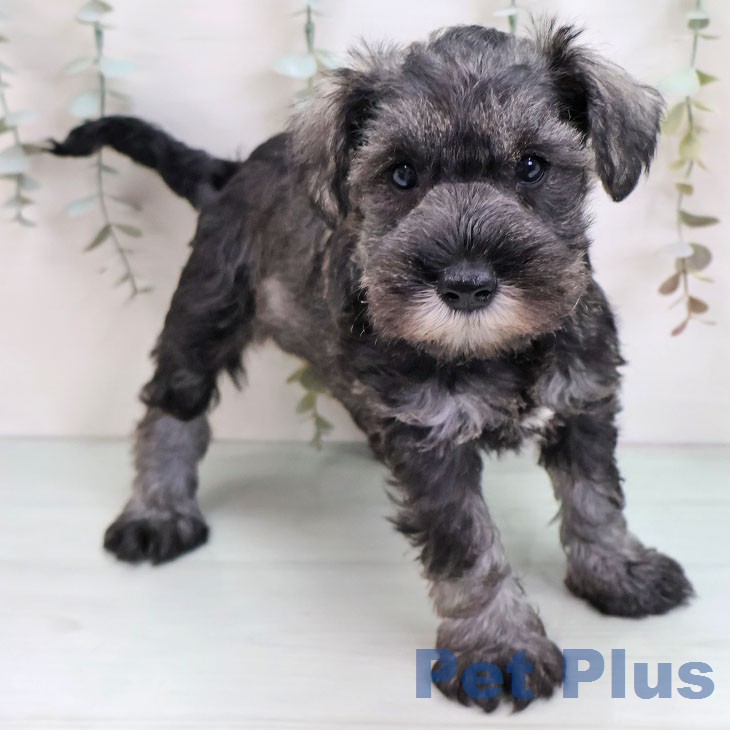 ミニチュア・シュナウザー