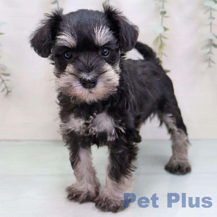 ミニチュア・シュナウザー