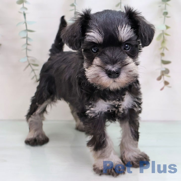 ミニチュア・シュナウザーの写真2