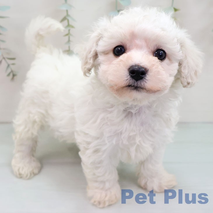 ビション・フリーゼ