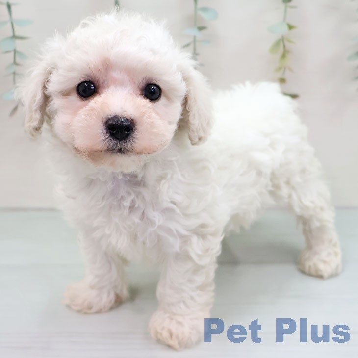 ビション・フリーゼの写真2