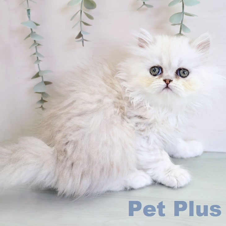 ペルシャの写真2