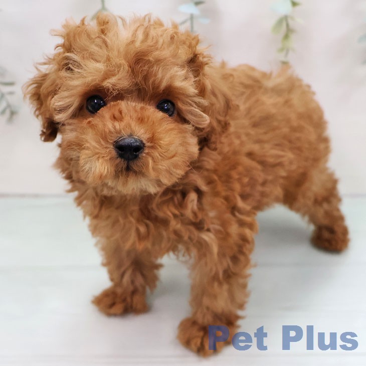 宮崎県のトイプードル(トイ) (ペットプラス 宮崎店/2025年12月26日生まれ/男の子/レッド)の子犬の1枚目の画像